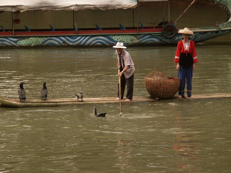 Pêche au cormoran sur la rivière Li