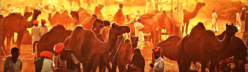 Le marché aux chameaux de Pushkar