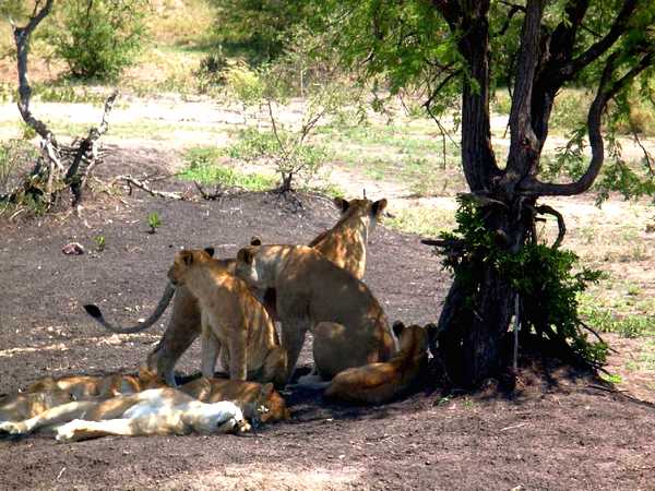 Un groupe de lionnes fait une petite sieste à l'ombre