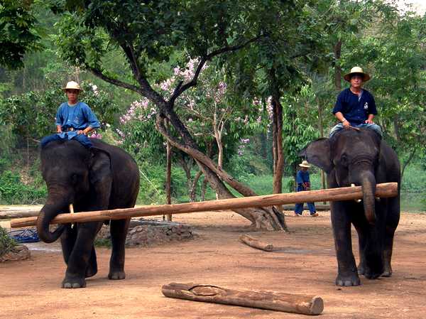 Éléphant en démonstration au NEI de Lanpang