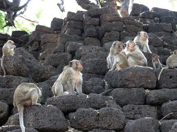 Colonie de singes à Lopburi