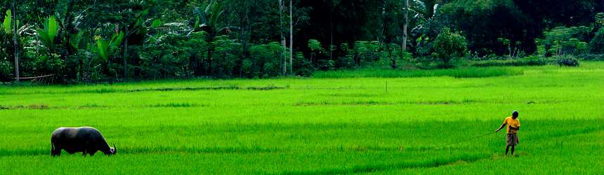 Paysage de rizières