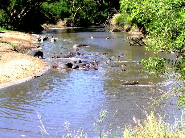 Troupeau d'hippopotames au bain dans la rivière Mbalageti