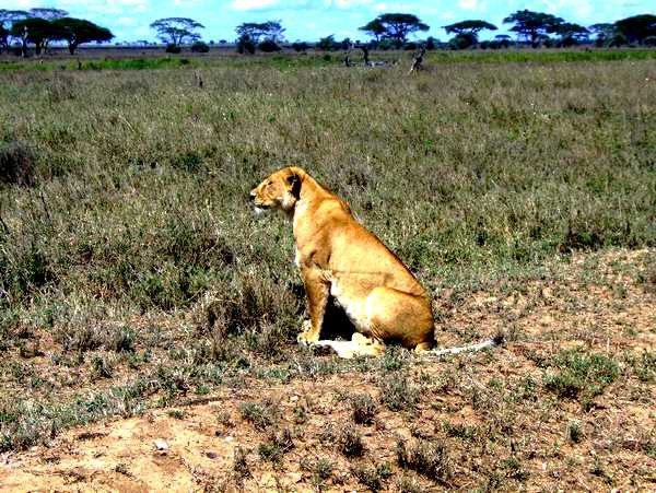 Lionne en chasse dans le parc du Serengeti