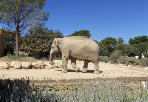 Zoo de la Barben (13)