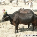 inde_175.jpg