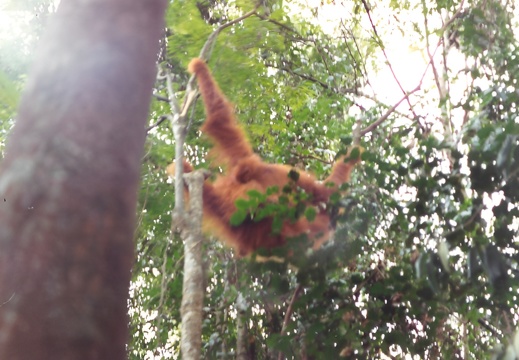 Bukit Lawang