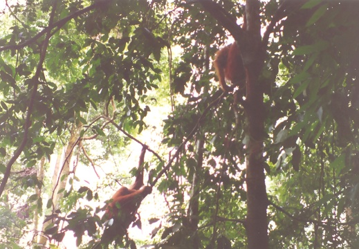 Bukit Lawang