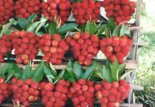 Sur la route (944 visites) Vente de branches de litchis. Sur la route