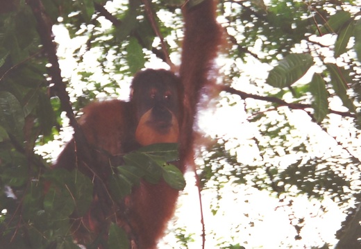 Bukit Lawang