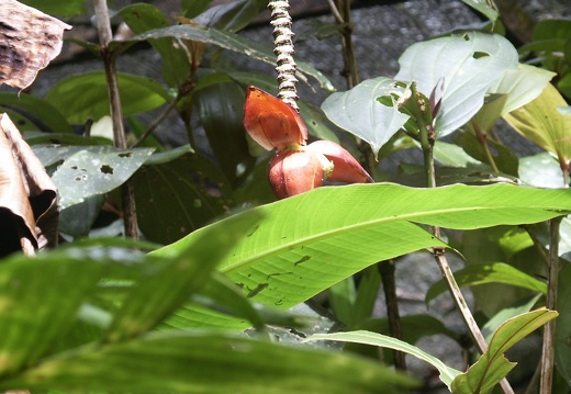 Parc de Kinabalu
