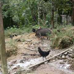 Pays Dayak