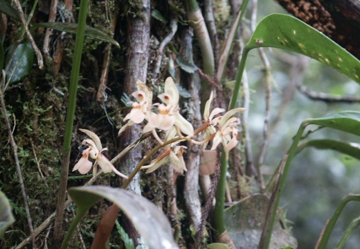 Parc de Kinabalu