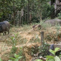 Pays Dayak
