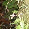 borneo_163.jpg