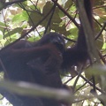 borneo_204.jpg
