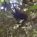 borneo_200.jpg