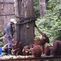 borneo_271.jpg