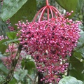 borneo_159.jpg