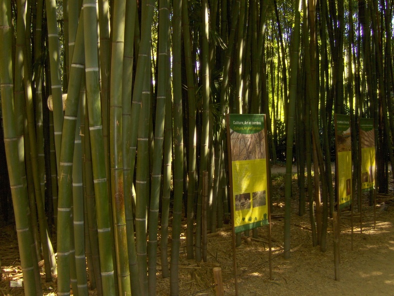 bambou_008.jpg