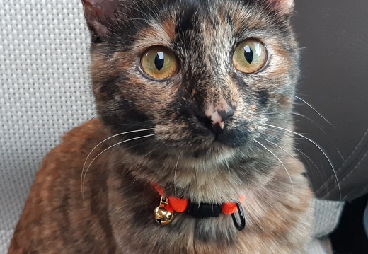 Ambre