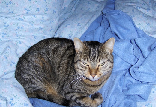 Pashmina