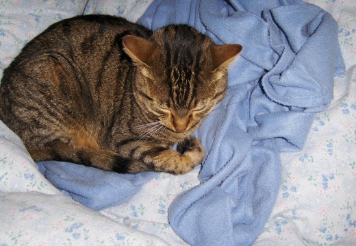 Pashmina